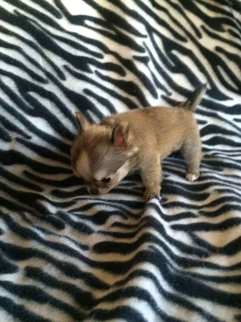 two y ranch toy aussie puppies for sale $500 australian shepherd aussies near me teacup chihuahua mini aussiedoodle breeders breeder south carolina blue merle y-not in texas brindle columbia sc blue north dakota kansas ks new york ny pennsylvania pa west virginia wv city tx