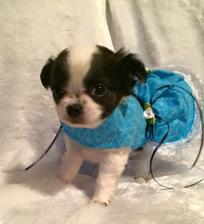 two y ranch toy aussie puppies for sale $500 australian shepherd aussies near me teacup chihuahua mini aussiedoodle breeders breeder south carolina blue merle y-not in texas brindle columbia sc blue north dakota kansas ks new york ny pennsylvania pa west virginia wv city tx
