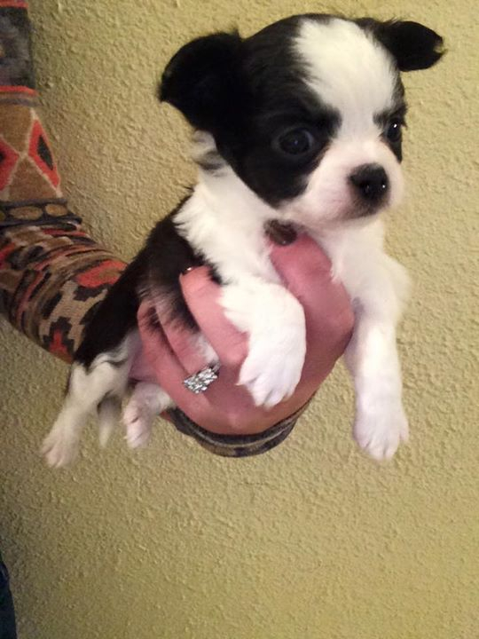 two y ranch toy aussie puppies for sale $500 australian shepherd aussies near me teacup chihuahua mini aussiedoodle breeders breeder south carolina blue merle y-not in texas brindle columbia sc blue north dakota kansas ks new york ny pennsylvania pa west virginia wv city tx