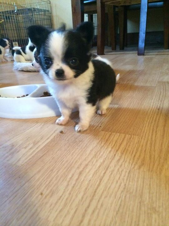 two y ranch toy aussie puppies for sale $500 australian shepherd aussies near me teacup chihuahua mini aussiedoodle breeders breeder south carolina blue merle y-not in texas brindle columbia sc blue north dakota kansas ks new york ny pennsylvania pa west virginia wv city tx