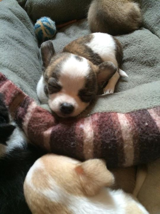 two y ranch toy aussie puppies for sale $500 australian shepherd aussies near me teacup chihuahua mini aussiedoodle breeders breeder south carolina blue merle y-not in texas brindle columbia sc blue north dakota kansas ks new york ny pennsylvania pa west virginia wv city tx