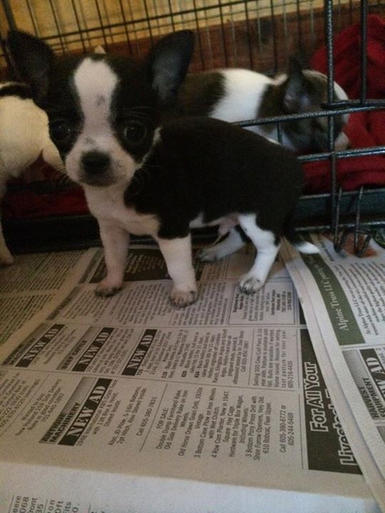 two y ranch toy aussie puppies for sale $500 australian shepherd aussies near me teacup chihuahua mini aussiedoodle breeders breeder south carolina blue merle y-not in texas brindle columbia sc blue north dakota kansas ks new york ny pennsylvania pa west virginia wv city tx