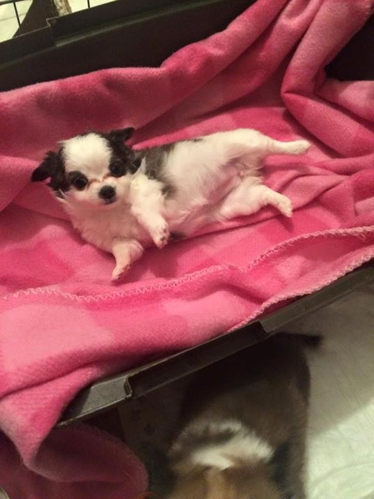 two y ranch toy aussie puppies for sale $500 australian shepherd aussies near me teacup chihuahua mini aussiedoodle breeders breeder south carolina blue merle y-not in texas brindle columbia sc blue north dakota kansas ks new york ny pennsylvania pa west virginia wv city tx