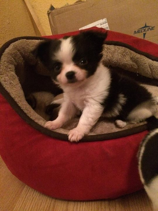 two y ranch toy aussie puppies for sale $500 australian shepherd aussies near me teacup chihuahua mini aussiedoodle breeders breeder south carolina blue merle y-not in texas brindle columbia sc blue north dakota kansas ks new york ny pennsylvania pa west virginia wv city tx
