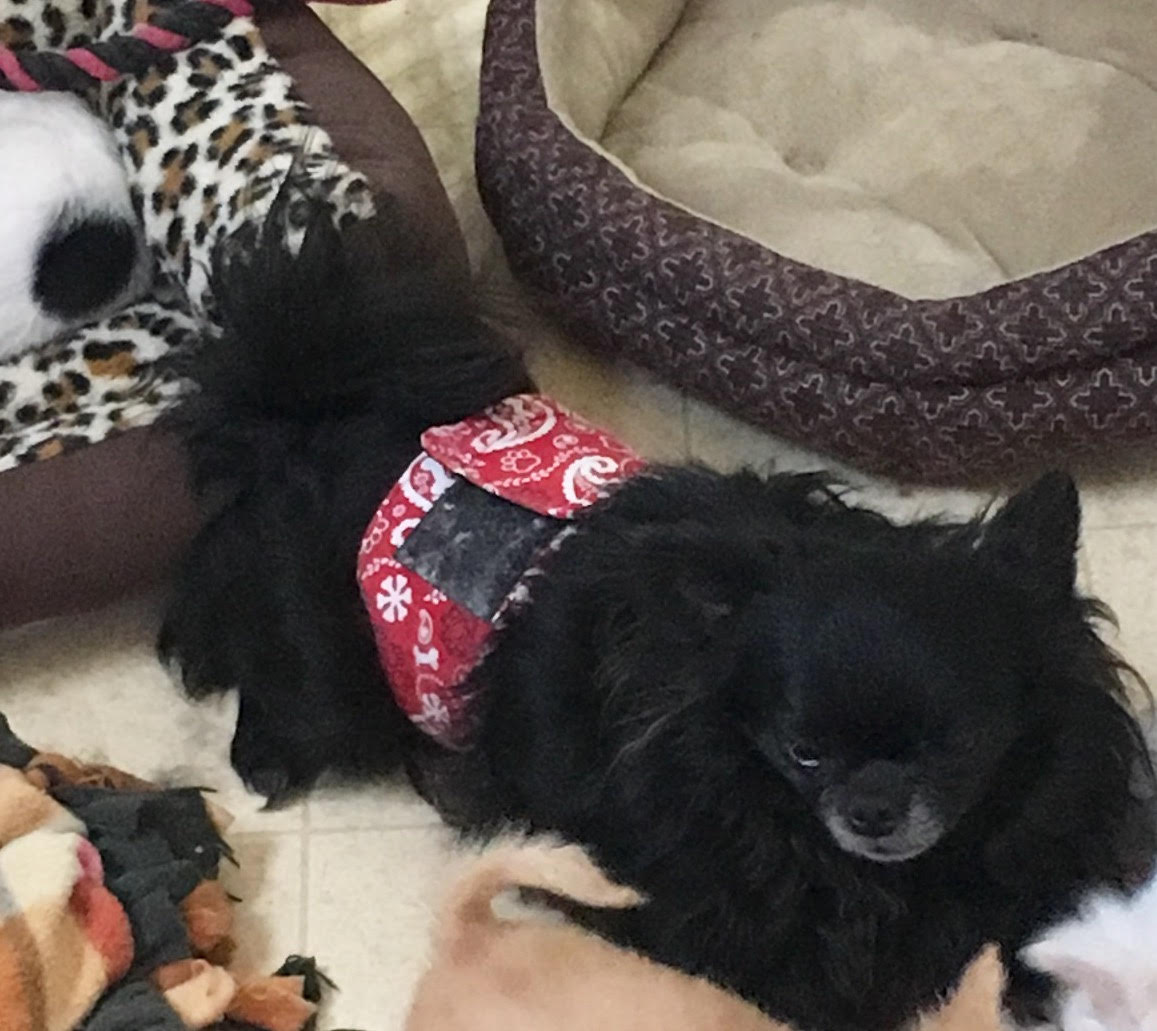 two y ranch toy aussie puppies for sale $500 australian shepherd aussies near me teacup chihuahua mini aussiedoodle breeders breeder south carolina blue merle y-not in texas brindle columbia sc blue north dakota kansas ks new york ny pennsylvania pa west virginia wv city tx