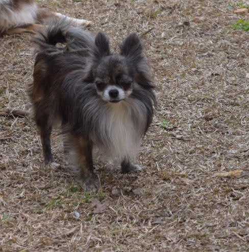 two y ranch toy aussie puppies for sale $500 australian shepherd aussies near me teacup chihuahua mini aussiedoodle breeders breeder south carolina blue merle y-not in texas brindle columbia sc blue north dakota kansas ks new york ny pennsylvania pa west virginia wv city tx