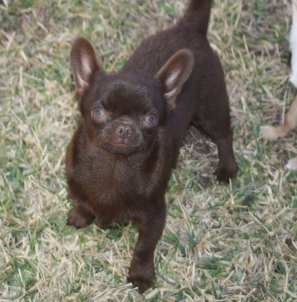 two y ranch toy aussie puppies for sale $500 australian shepherd aussies near me teacup chihuahua mini aussiedoodle breeders breeder south carolina blue merle y-not in texas brindle columbia sc blue north dakota kansas ks new york ny pennsylvania pa west virginia wv city tx