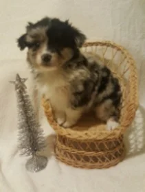 two y ranch toy aussie puppies for sale $500 australian shepherd aussies near me teacup chihuahua mini aussiedoodle breeders breeder south carolina blue merle y-not in texas brindle columbia sc blue north dakota kansas ks new york ny pennsylvania pa west virginia wv city tx