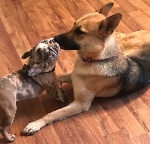 two y ranch toy aussie puppies for sale $500 australian shepherd aussies near me teacup chihuahua mini aussiedoodle breeders breeder south carolina blue merle y-not in texas brindle columbia sc blue north dakota kansas ks new york ny pennsylvania pa west virginia wv city tx
