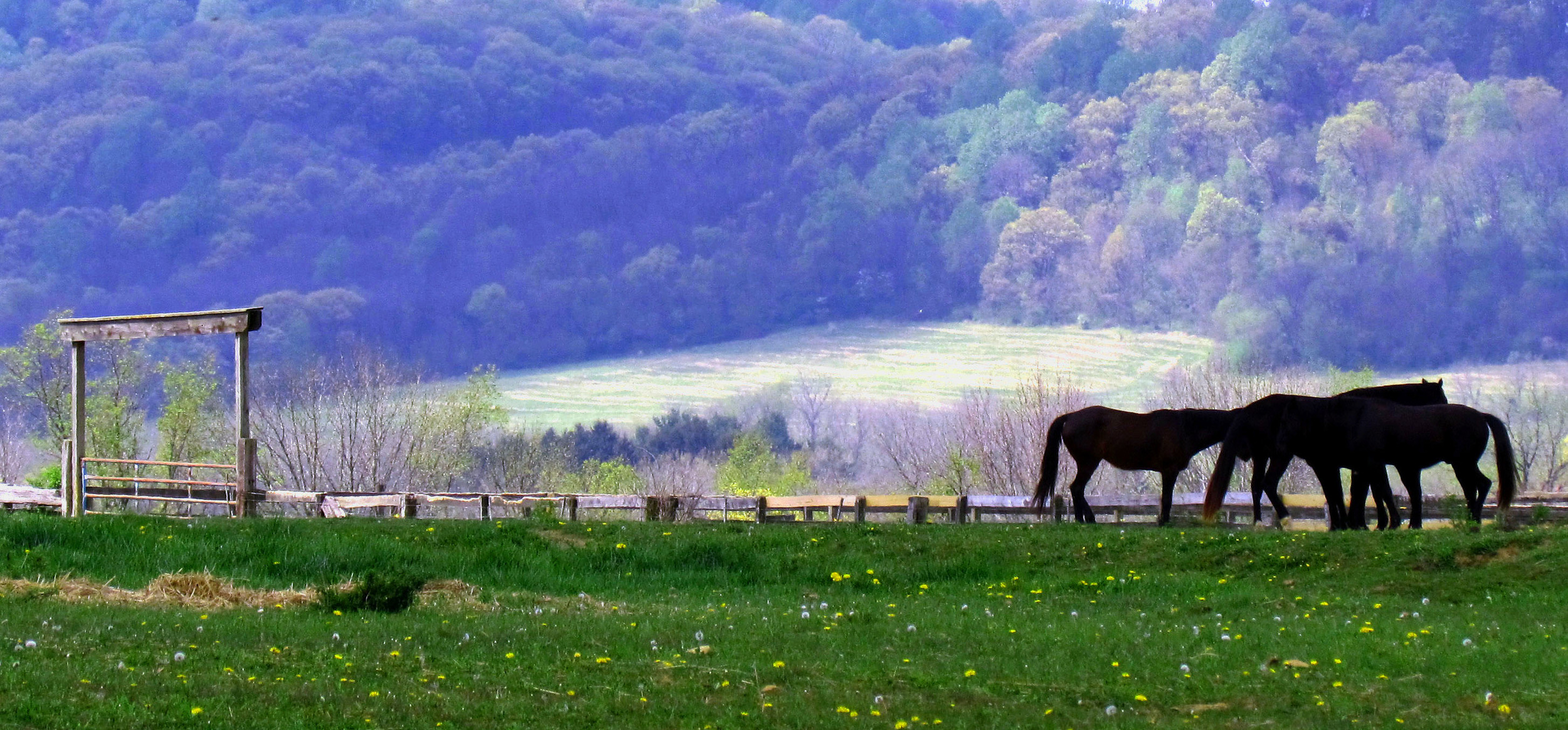 Horse-Silhouettes-Near-Farm-Corral-Gate.jpg