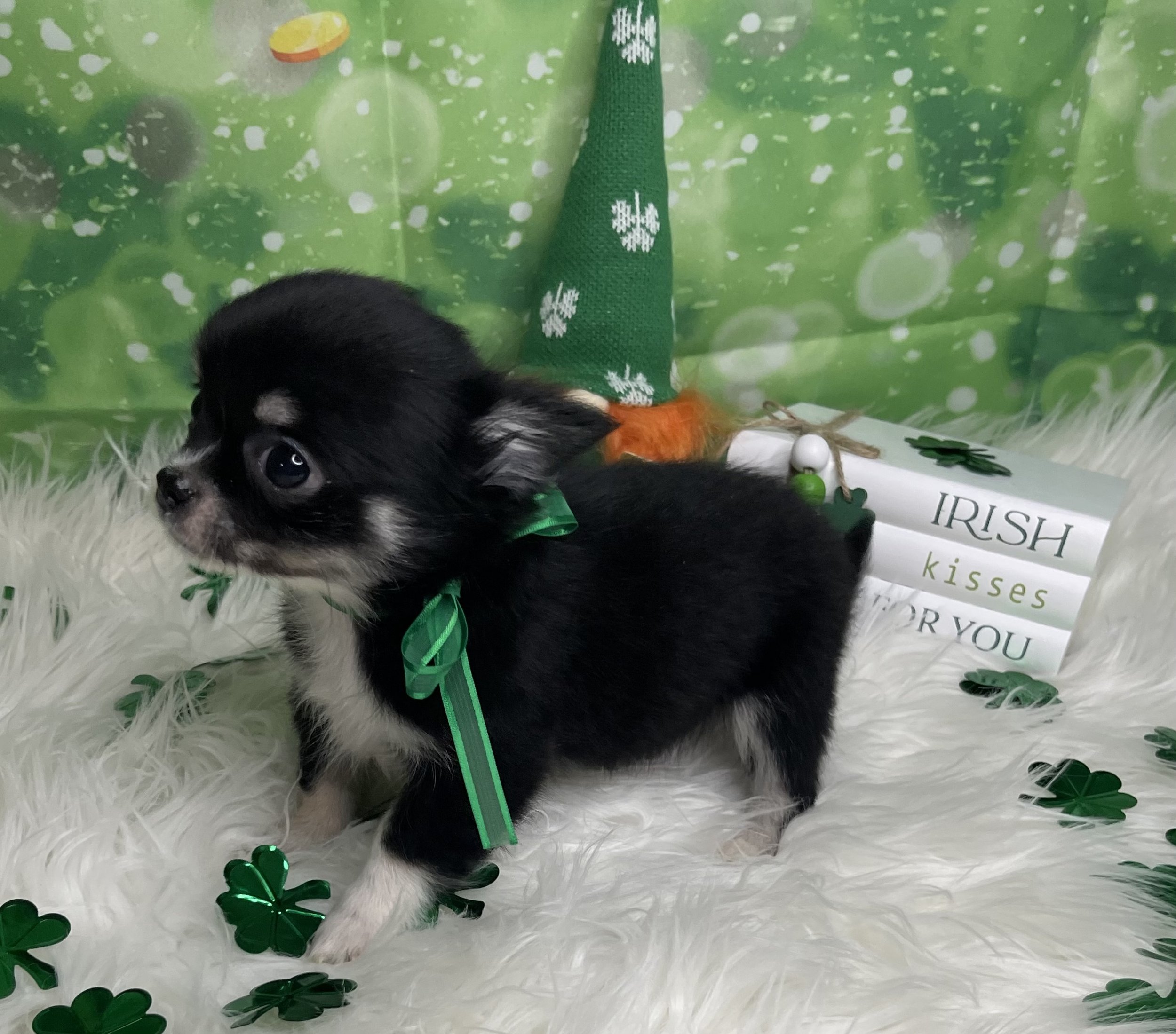 Irish deals marked chihuahua