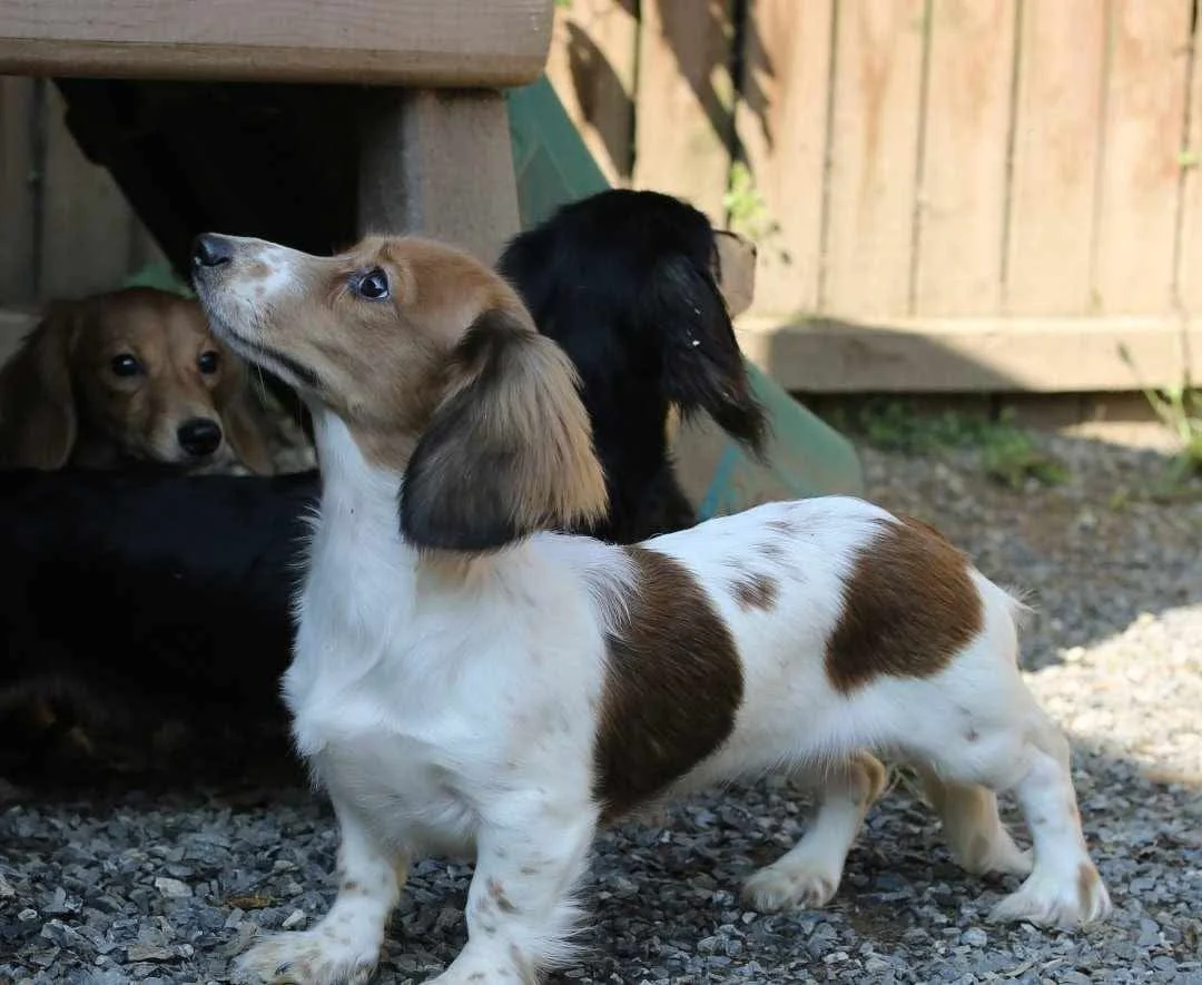 Available Mini Dachshund — Two Y Ranch