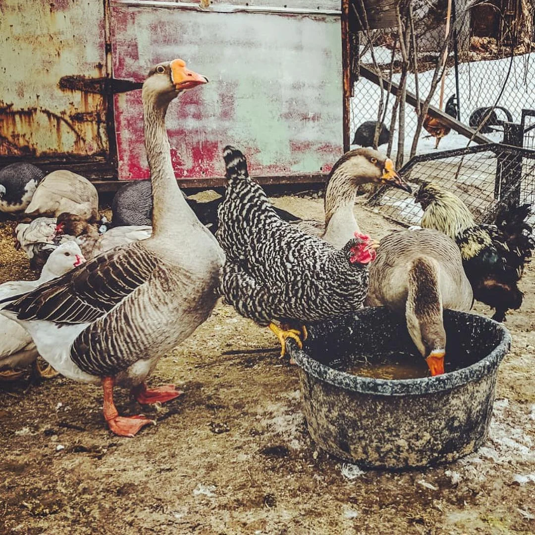 Geese and chickens at The Rise Farm