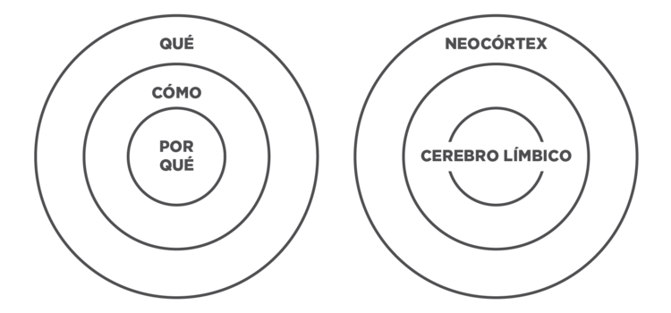 start-with-why-sinek-circulo-cerebro-limbico.png