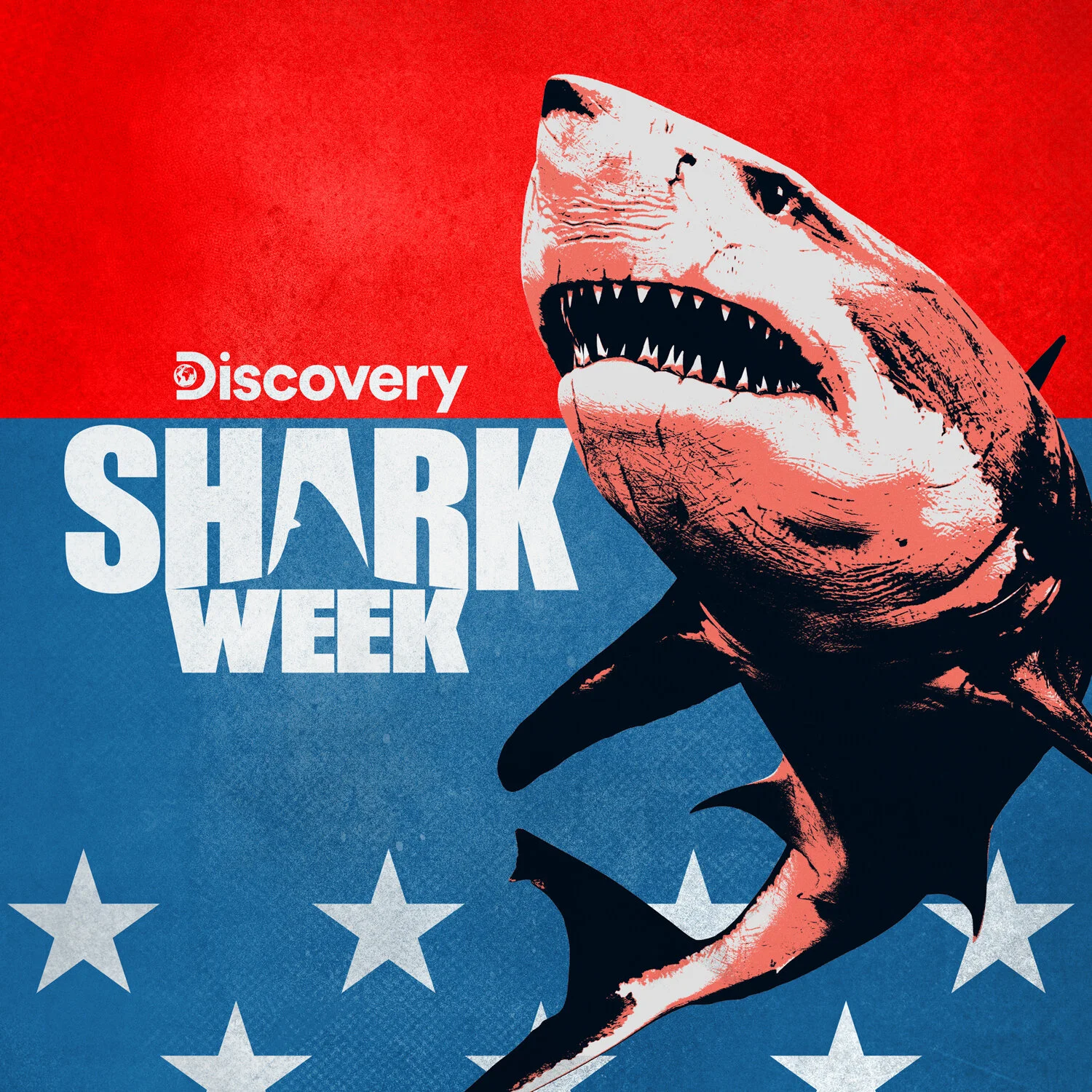 dsc_shark_week_2020_ka.jpg
