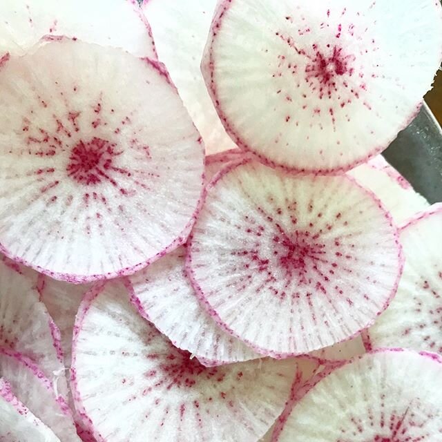 Surprise! Even my Seek app thought the volunteer plant in our garden was a beet. Lucky us it&rsquo;s a gorgeous spicy radish, a half pounder!! Sliced it into translucent coins and gave it the refrigerator pickle treatment ala @iknauer and his brillia