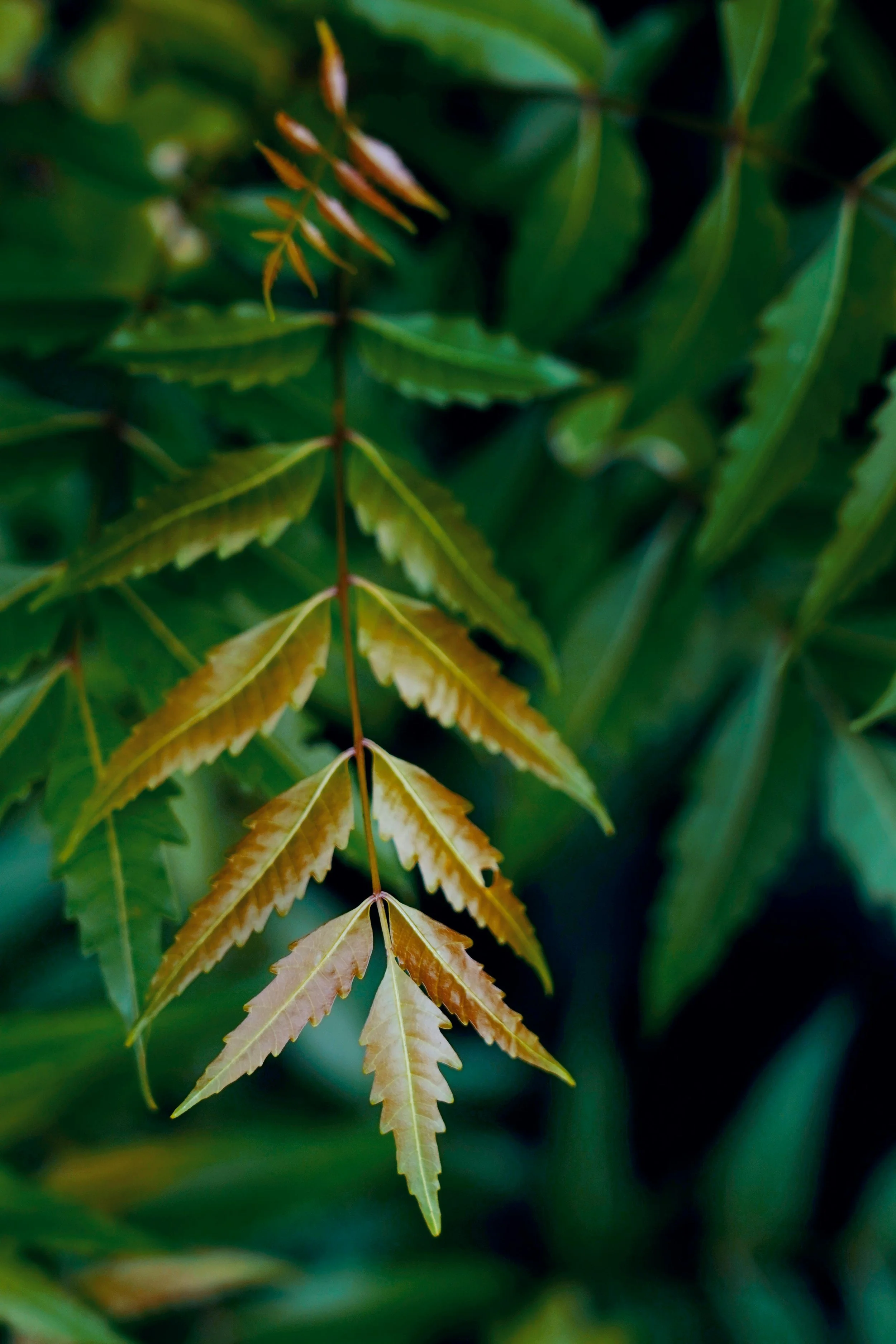 Neem: The Ancient Remedy with Powerful Benefits