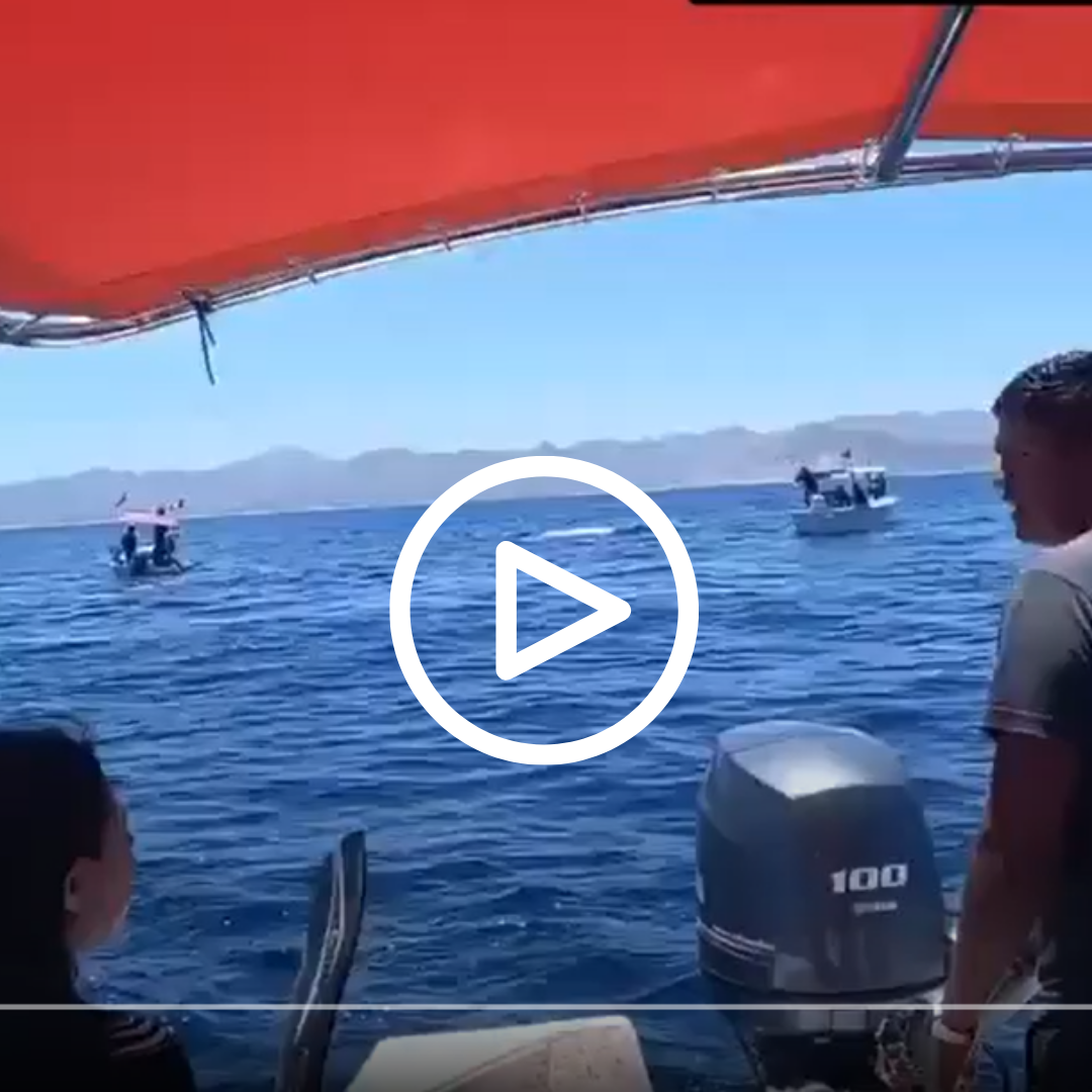Whale Watching Season is Here! Click here to watch the video
