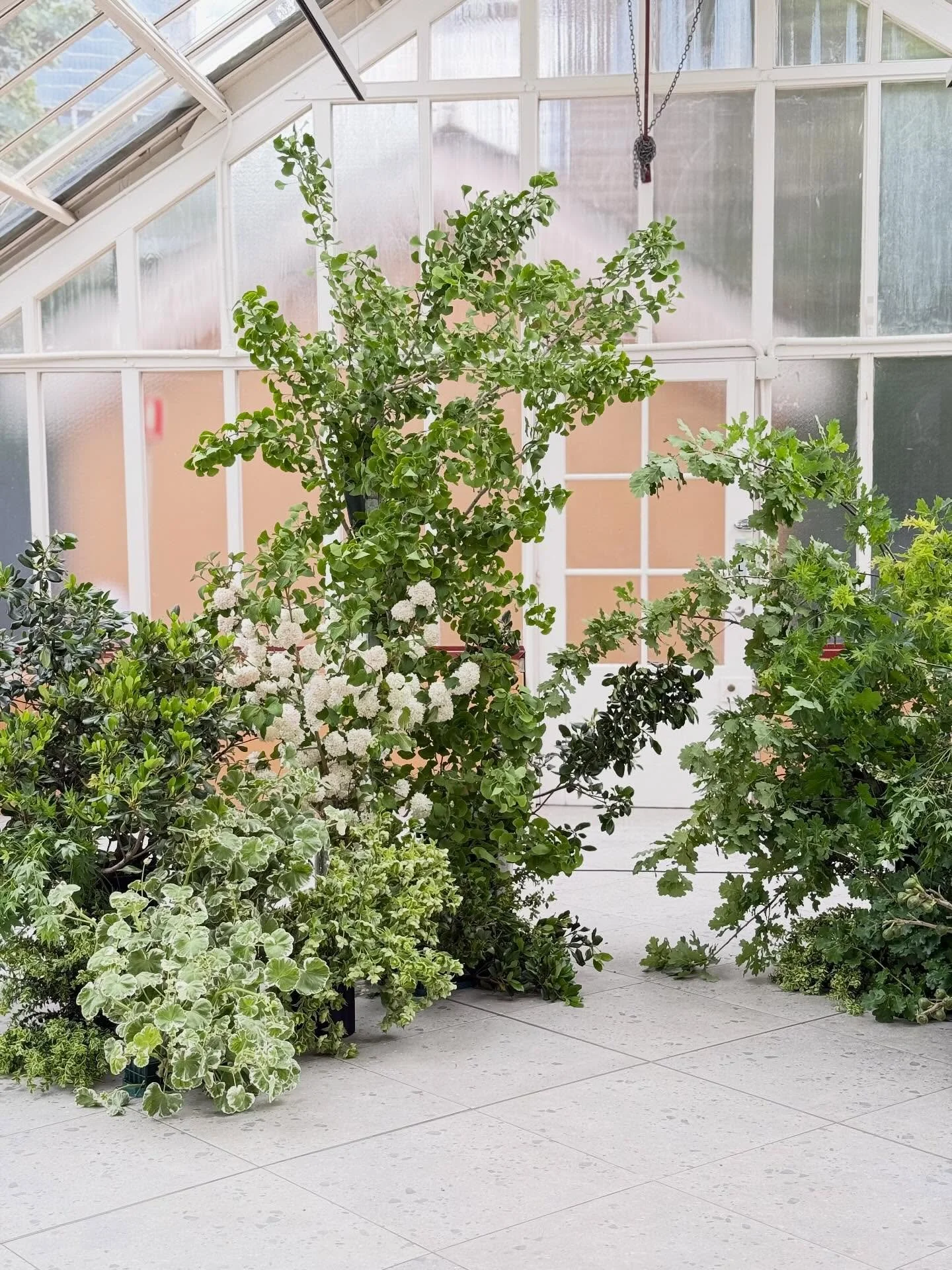 Working with greens for a special ceremony in the Palm House Botanic Gardens Sydney 💚🌿