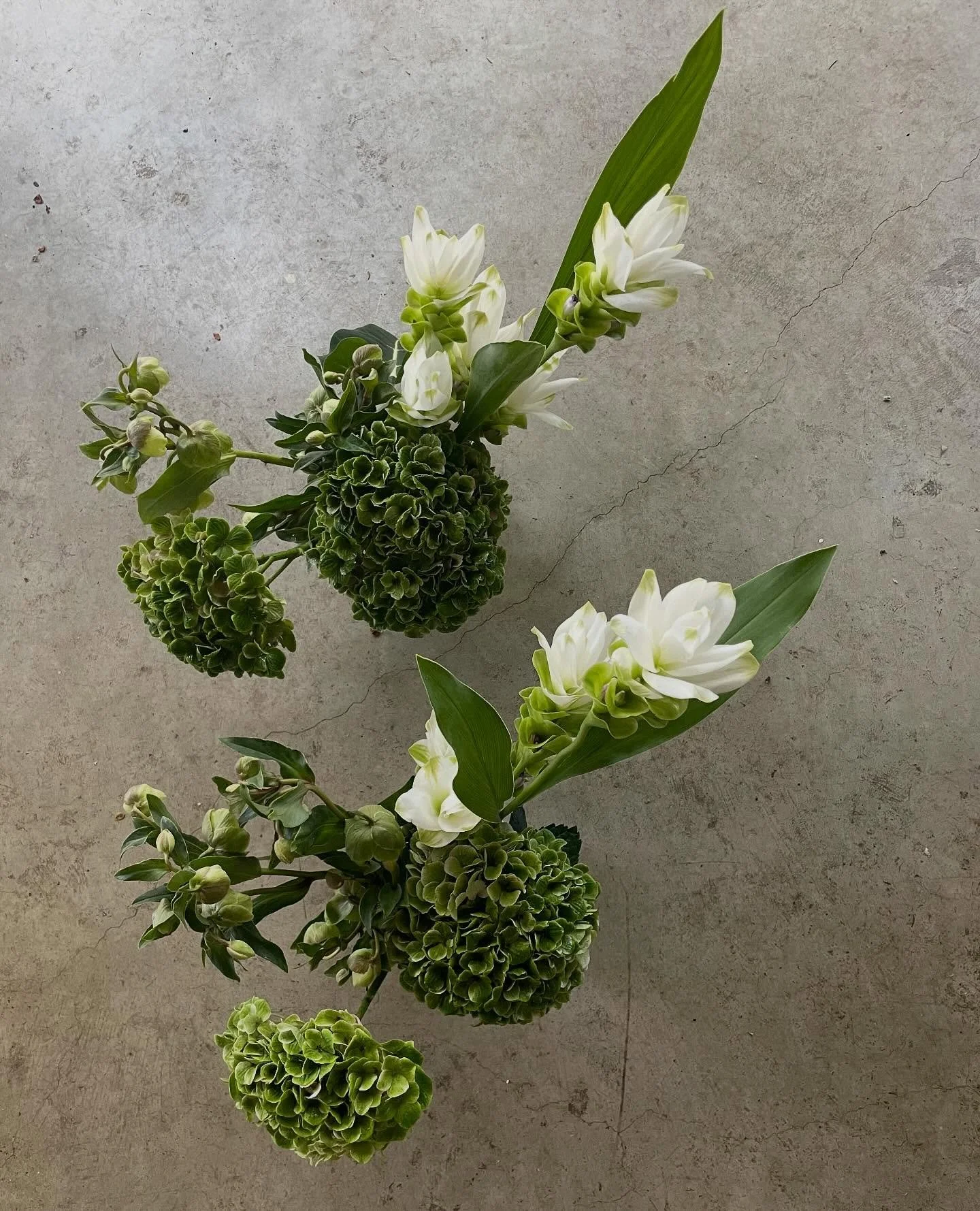 Just 2 little greenies 💚