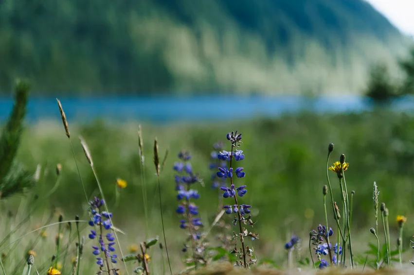 20190608_BeaverBay_071.jpg