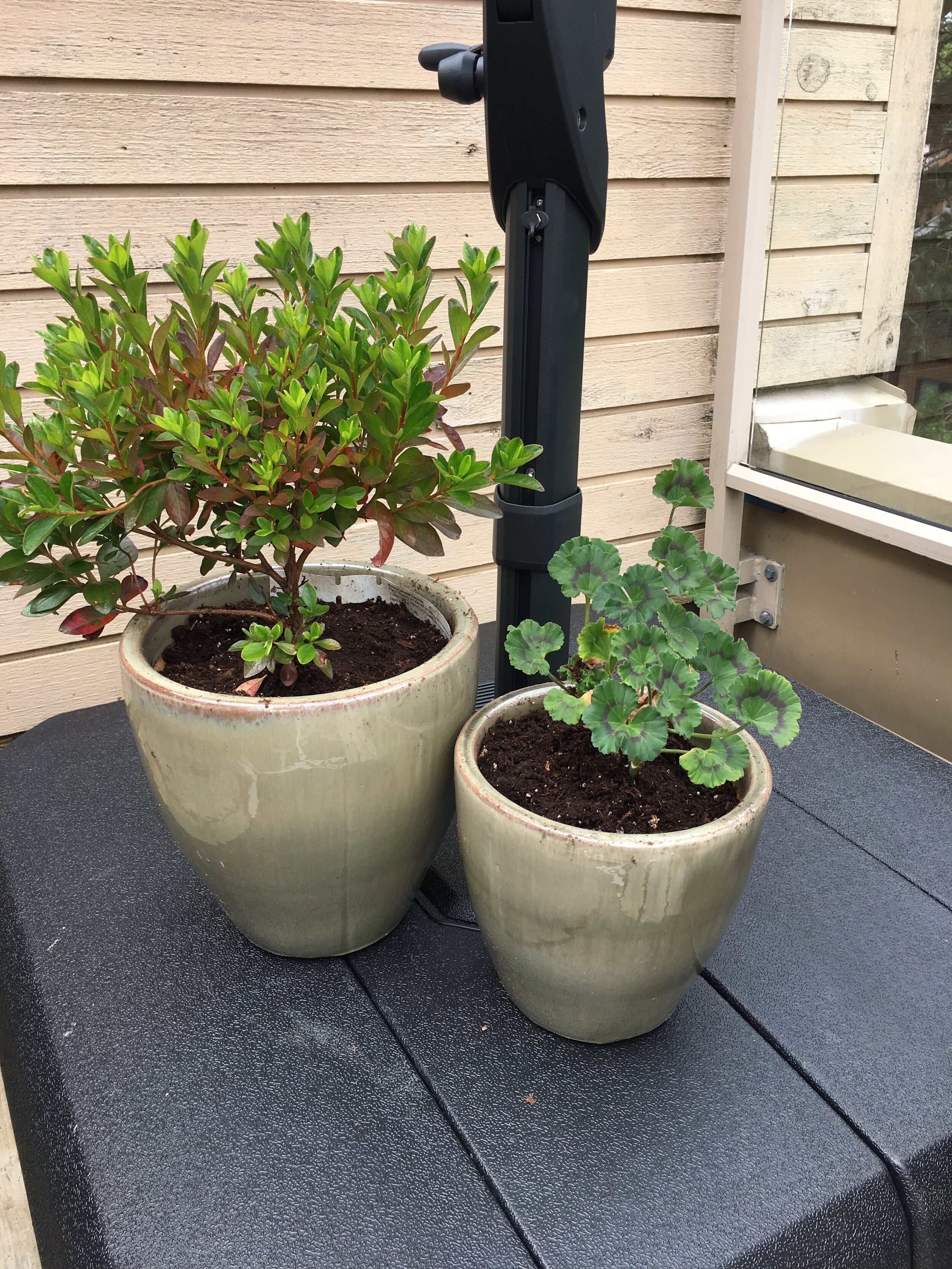 Perennials in ceramic pots on patio.