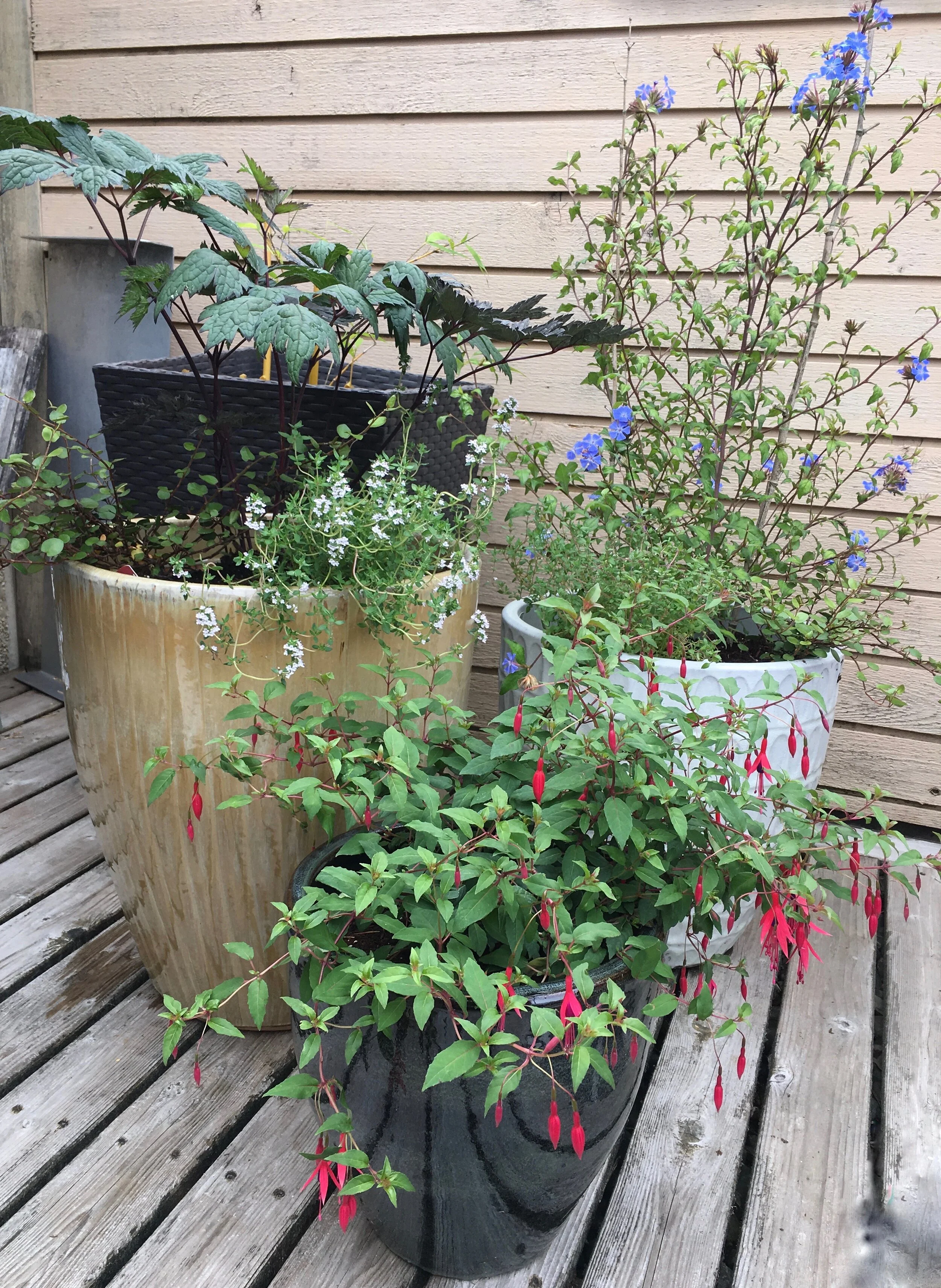 Cluster of three ceramic pots with fuschia plant and other perennials.