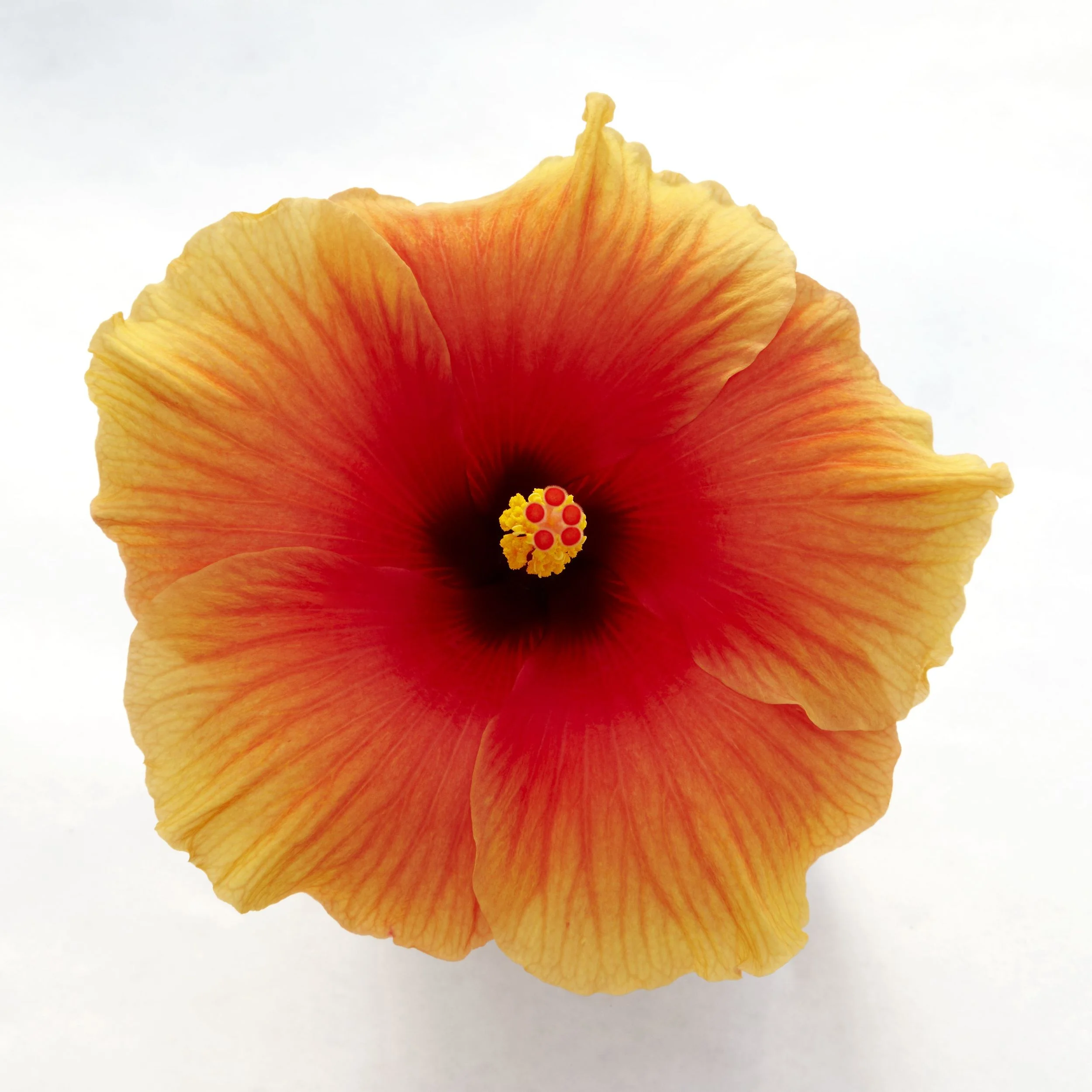 HibisQs® New Apollo