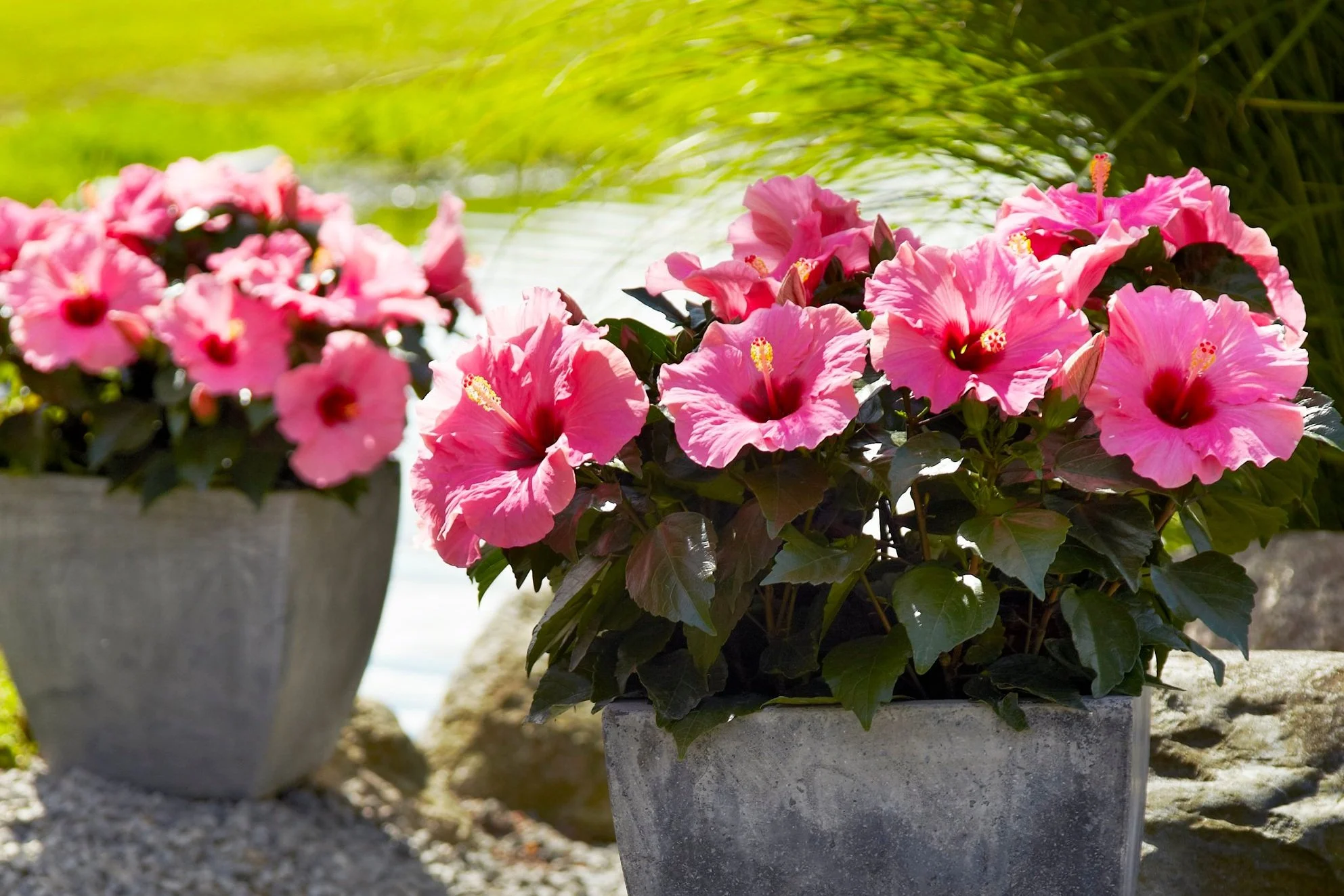 Adonis-dark-pink-miljo-ude.jpg