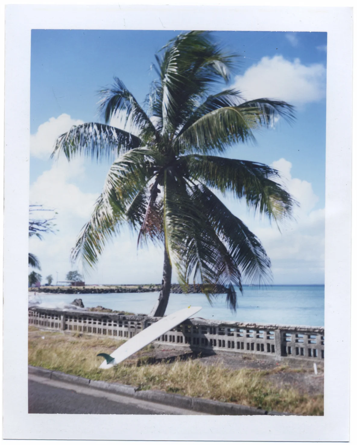 Pola_PalmtreeSingleFin_Caribbean.jpg