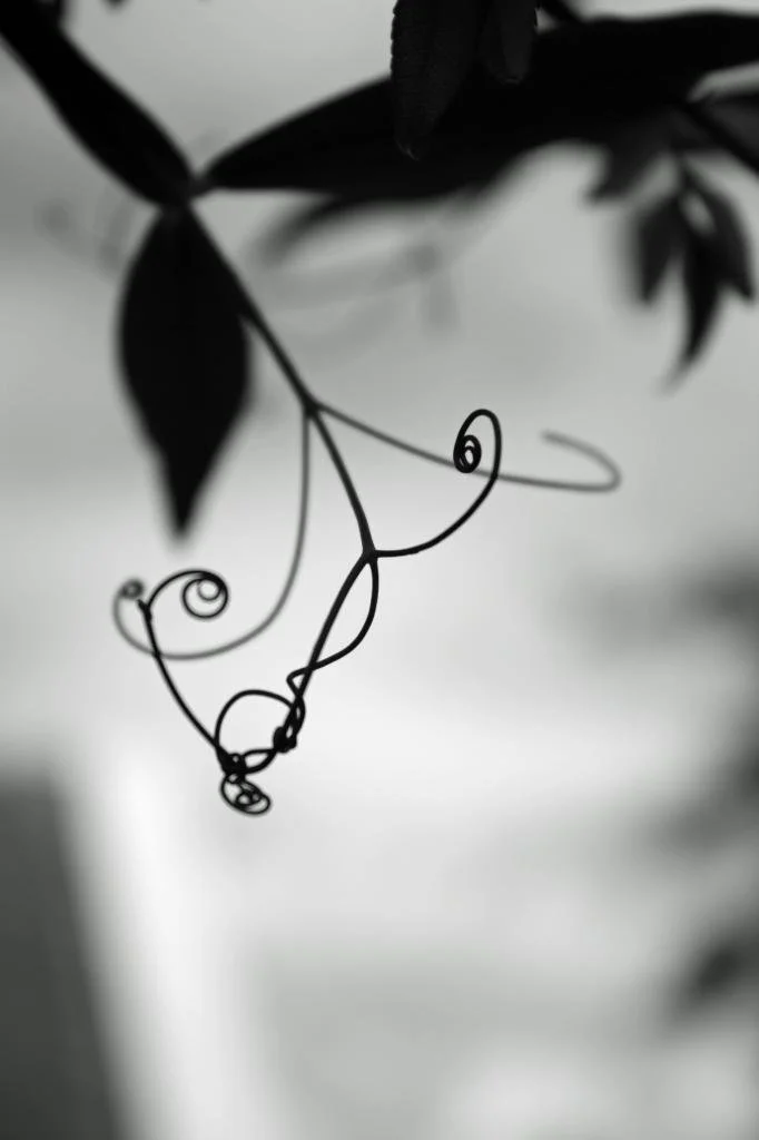 Tendrils I, Roundstone, Connemara