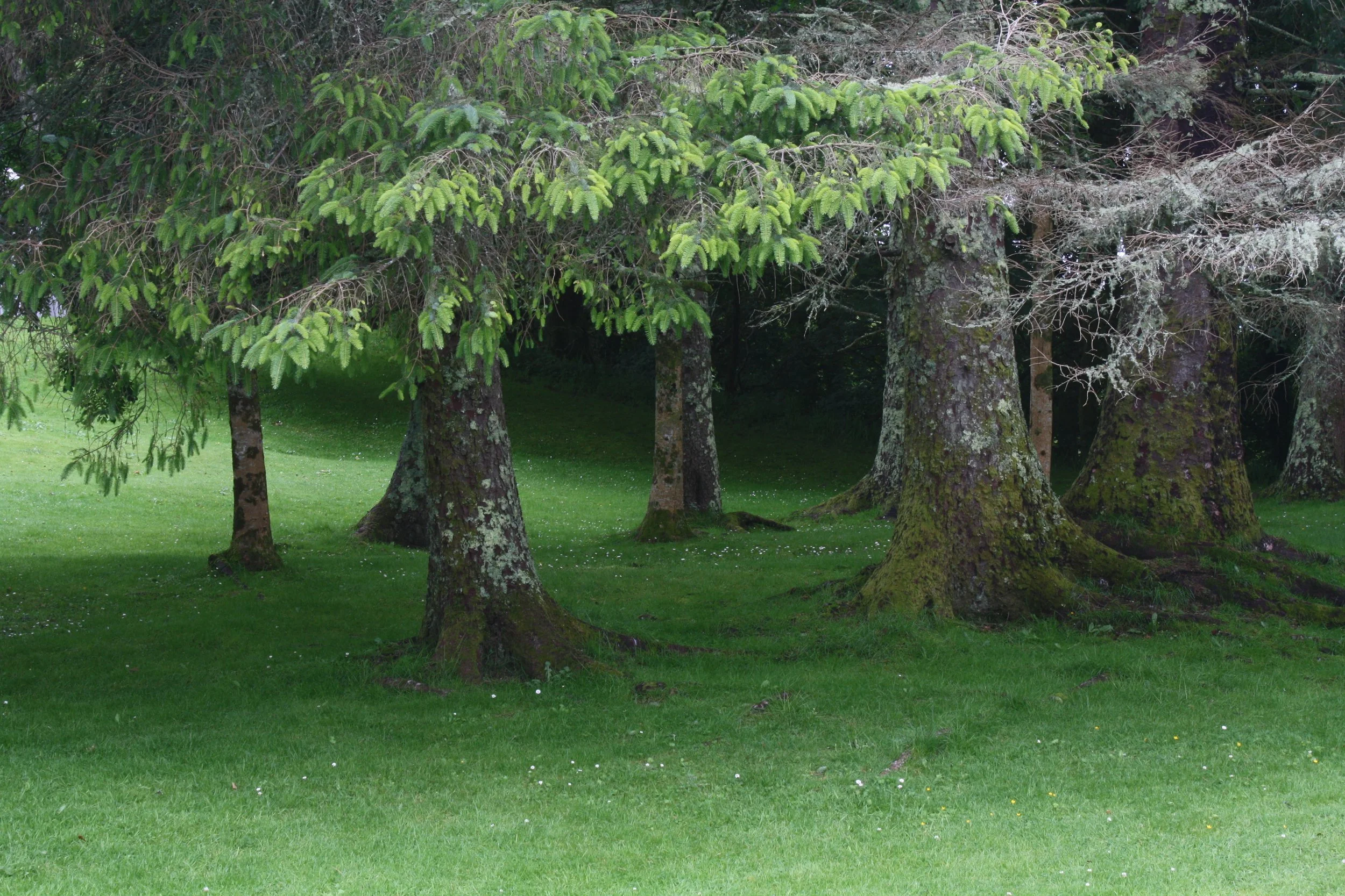 Grove, Connemara National Park
