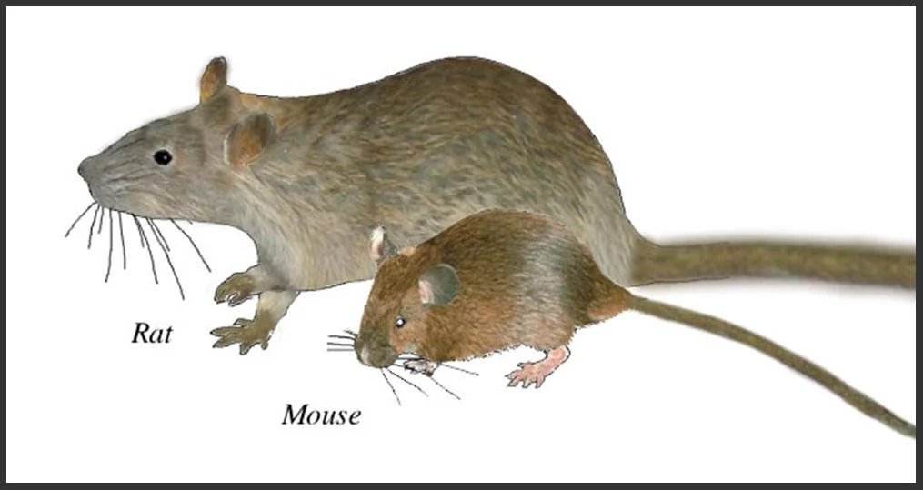 rat-mouse-1.jpg