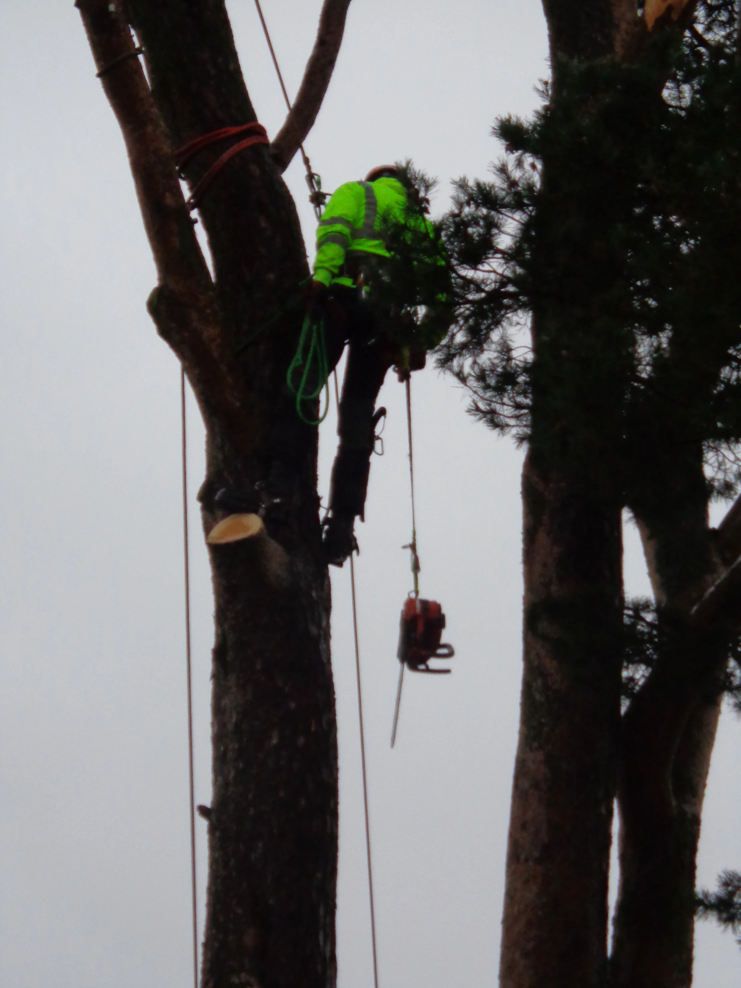 Tree work 14 006.JPG
