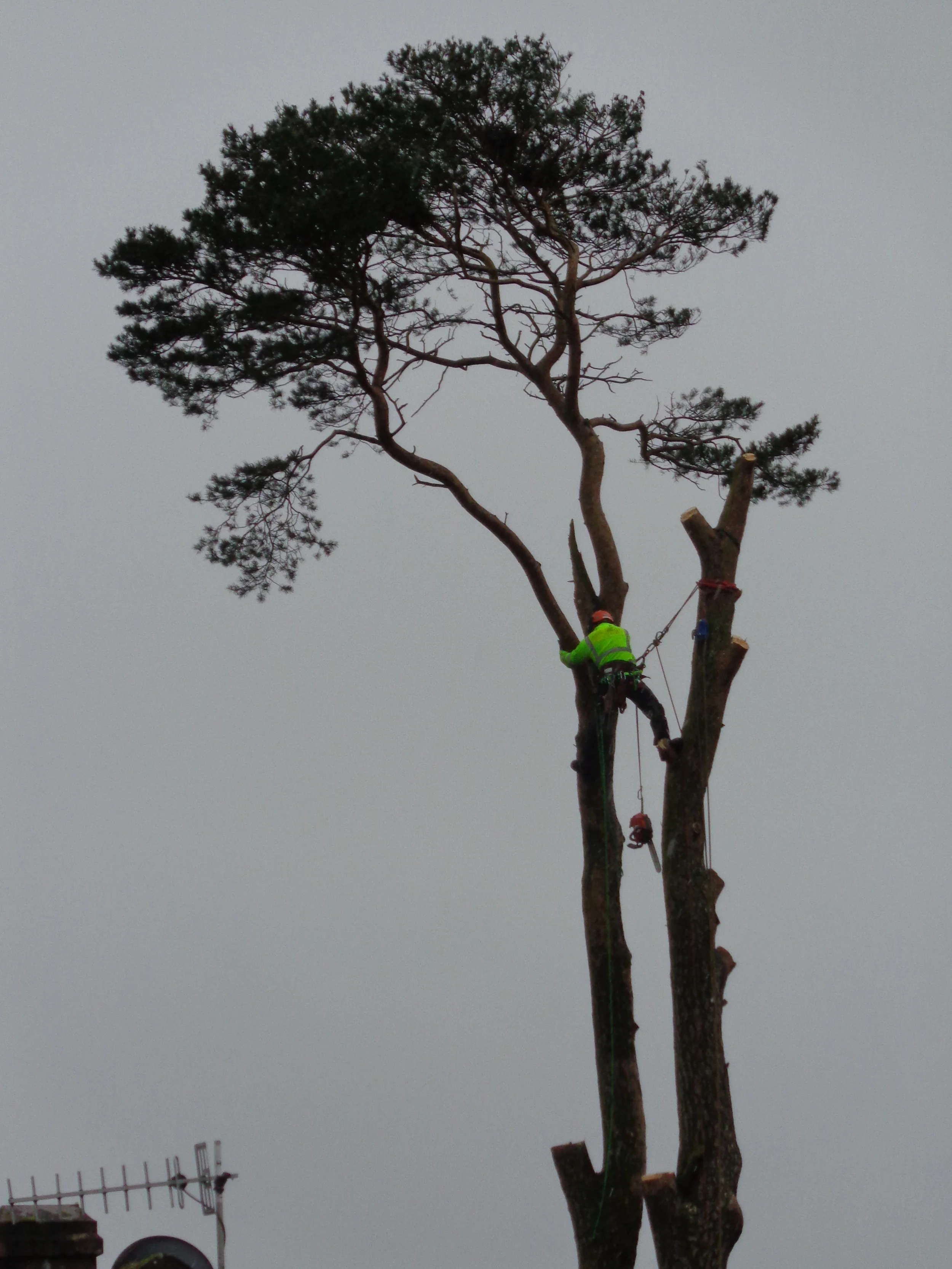 Tree work 14 019.JPG