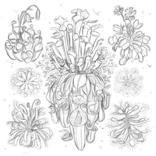 Ode to Meat Eating Plants sketch