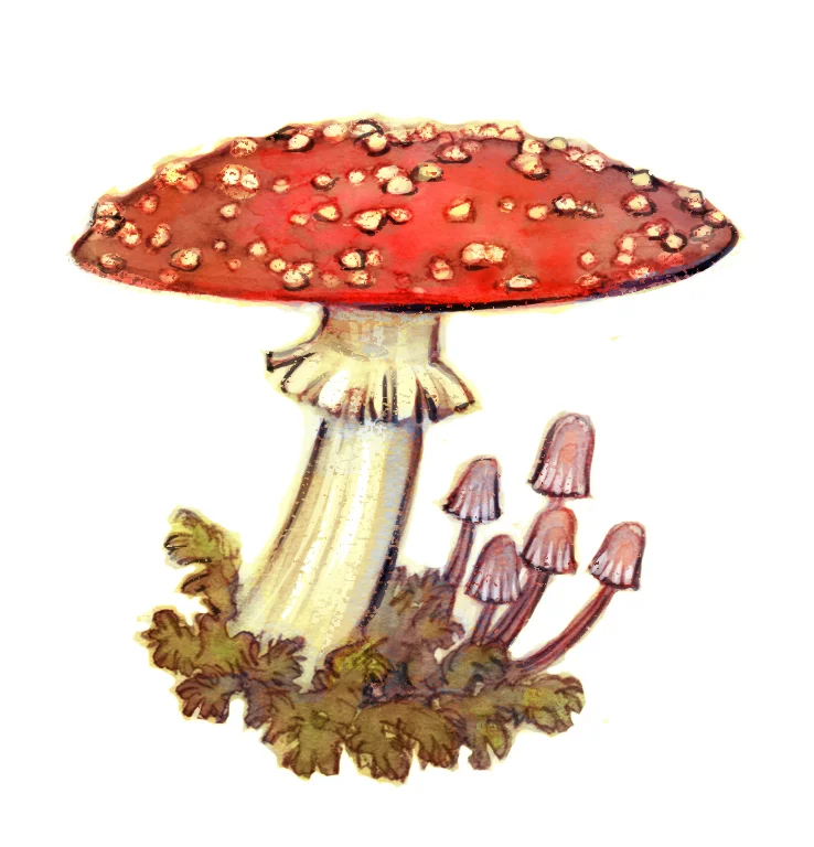 Mushroom.jpg