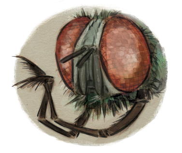 Fly.png