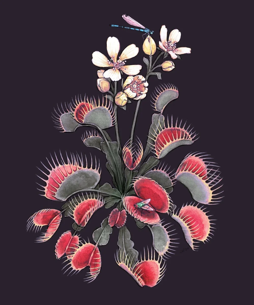Venus Fly Trap Art Print - In Plum — Jessica Warrick