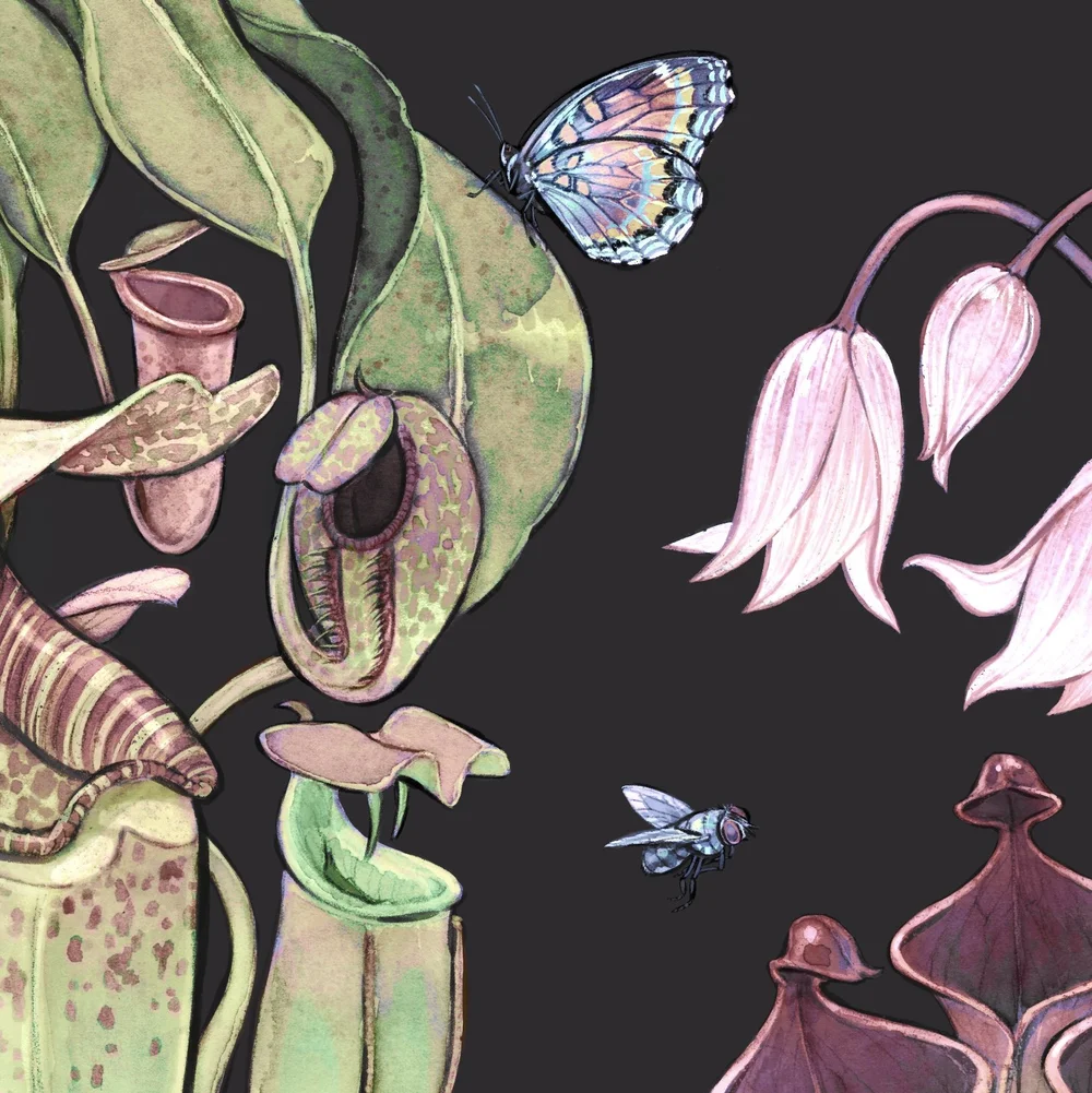 Carnivore Garden Art Print — Jessica Warrick