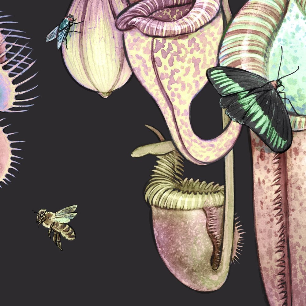 Carnivore Garden Art Print — Jessica Warrick
