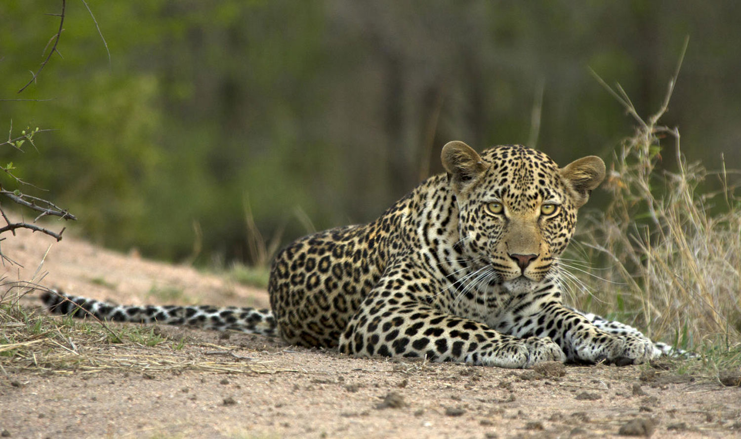 Enactus South Africa Safari Kruger8.jpg