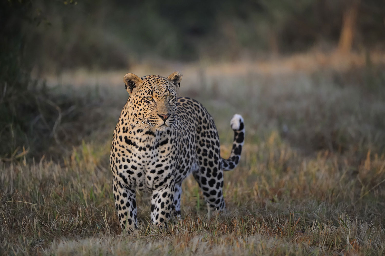 Enactus South Africa Safari Kruger10.jpg