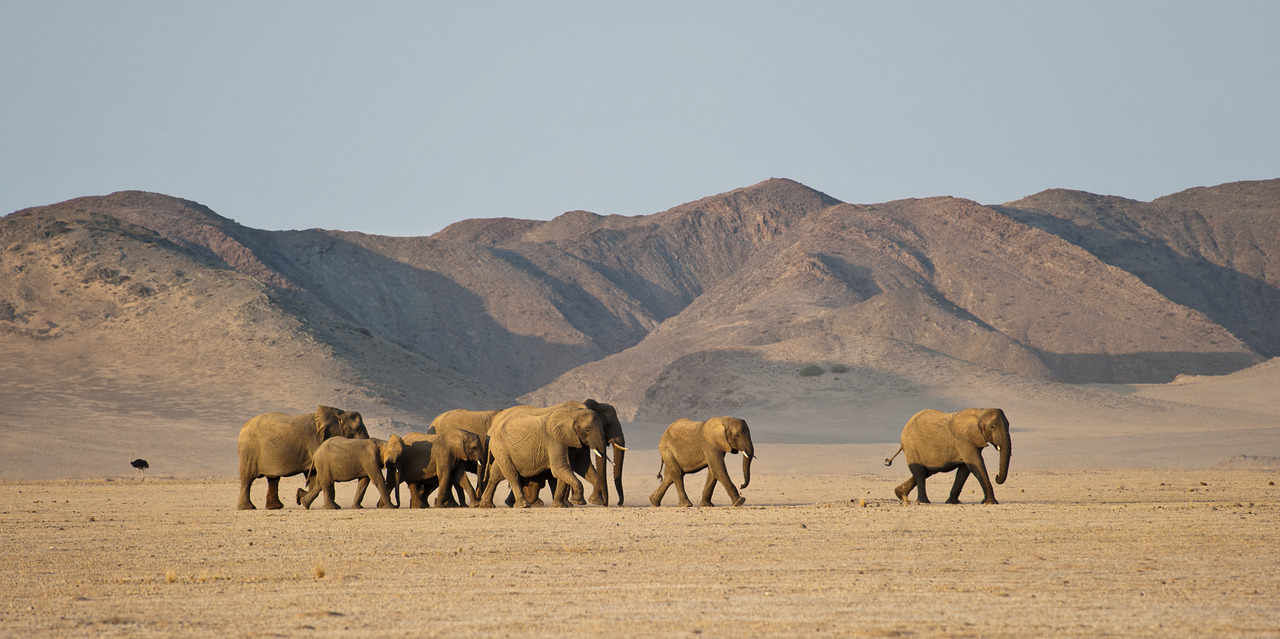 Enactus Safari Travel Namibia 34.jpg