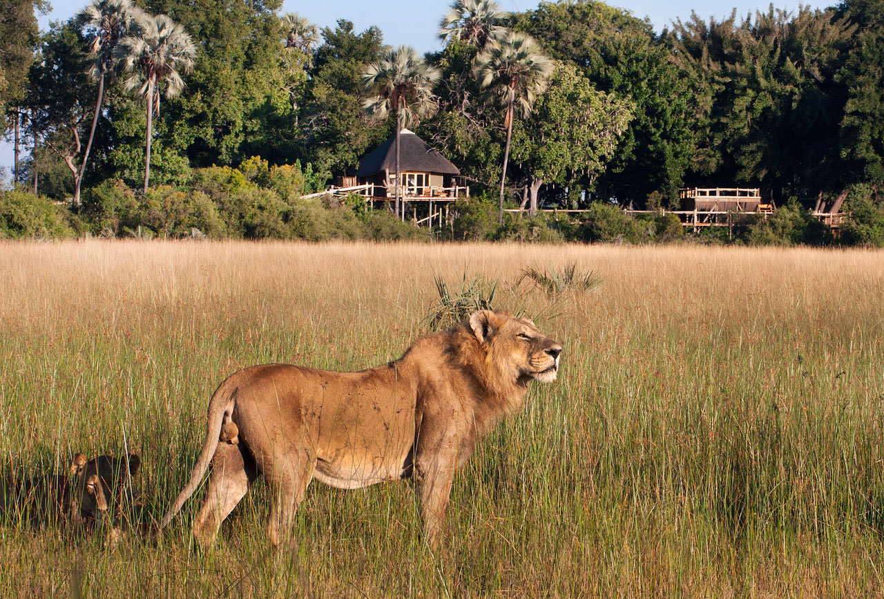 Enactus-safari-botswana-2.jpg