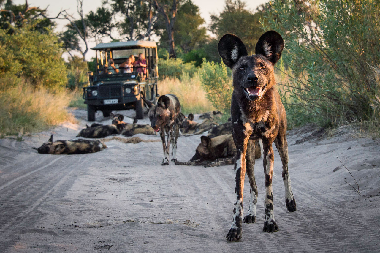 Enactus-safari-botswana-14.jpg