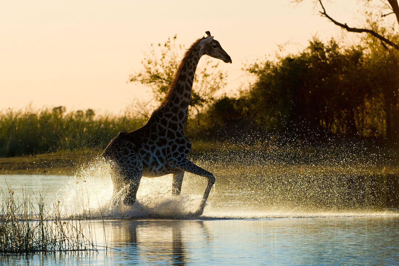 Enactus-safari-botswana-8.jpg