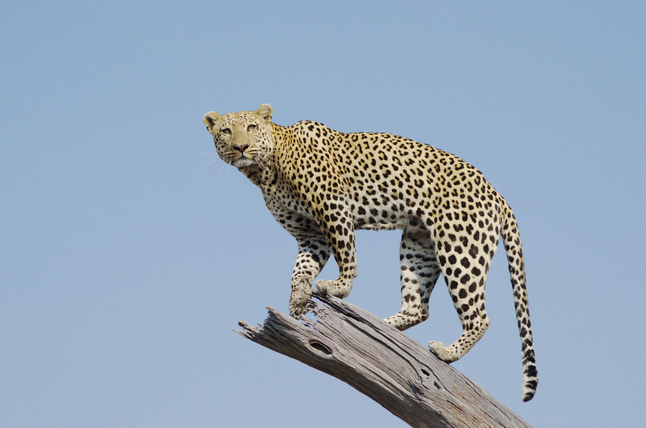 Enactus-safari-botswana.jpg