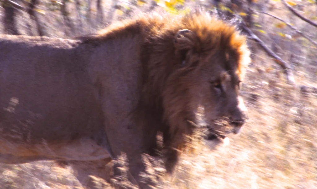 Interpreting the trail