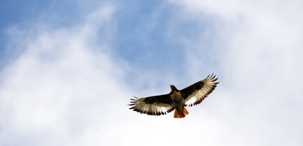 Primal-Pathways-African-Silence-Retreat-Buzzard - Version 3.jpg